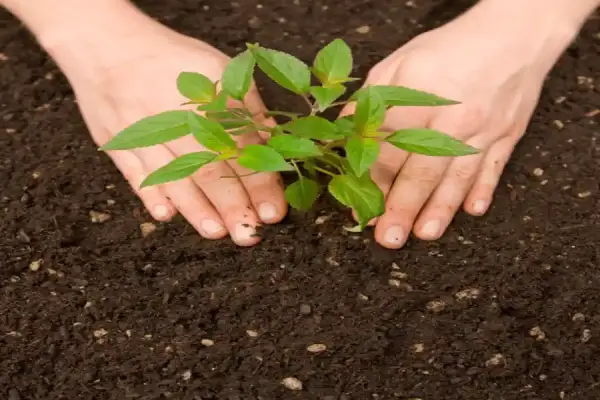 Tree Planting Tree Planting