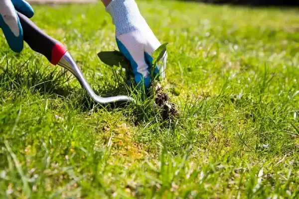 Weed Control Weed Control